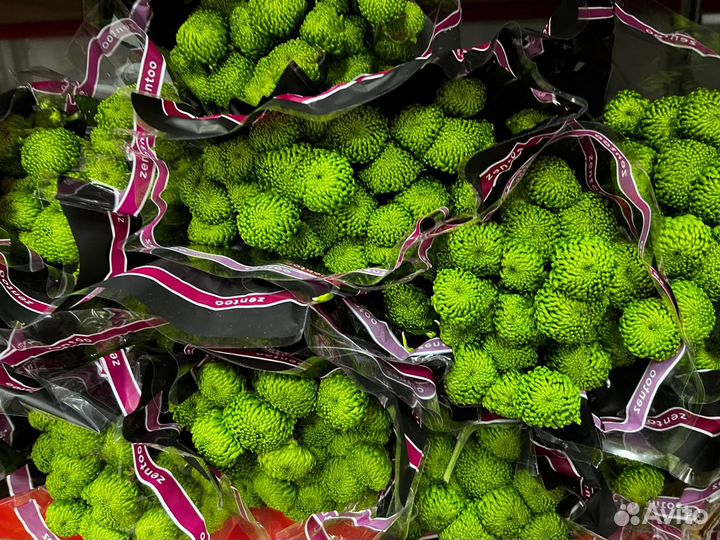 Цветы оптом. Гипсофила. Роза. Зелень. Упаковка