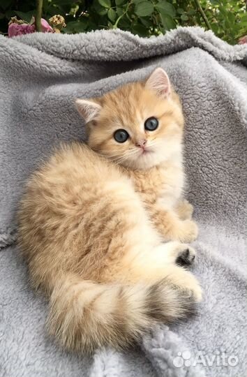 Британские котята