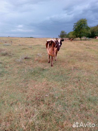 Корова дойная молочная