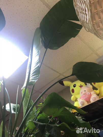 Стрелиция николая огромный