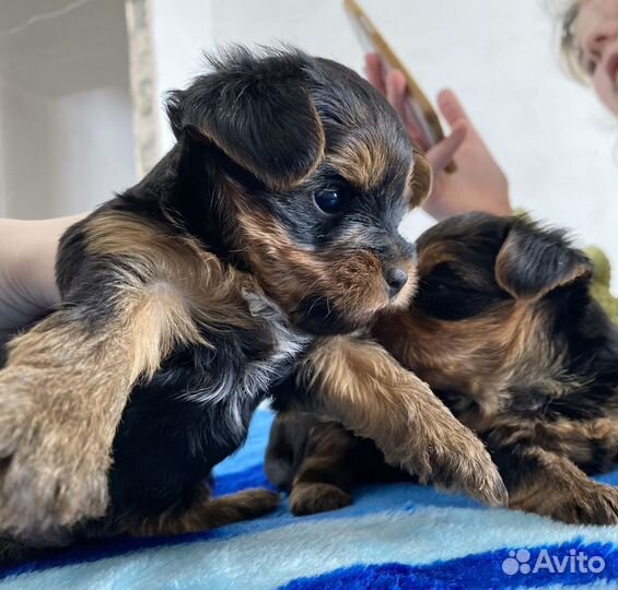 Йоркширский терьер щенки девочки