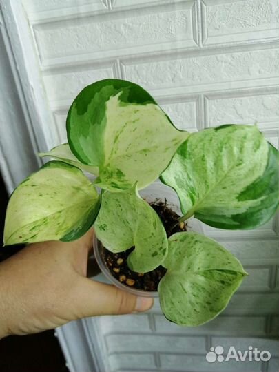 Сциндапсус