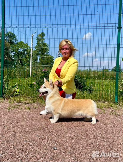 Профессиональный Хендлер, дрессировка, фитнес