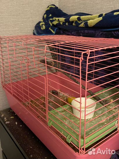 Попугай неразлучник