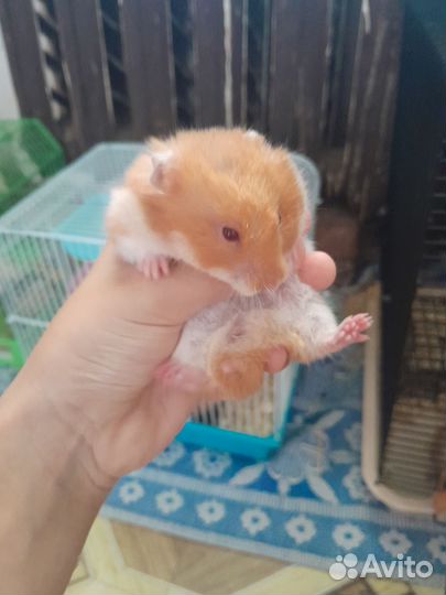 Продаю хомяков