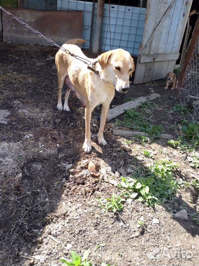 Русские гончие щенки