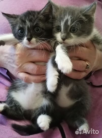 Британские котята