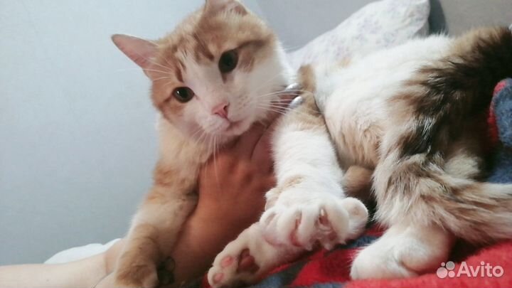 Котик в добрые руки