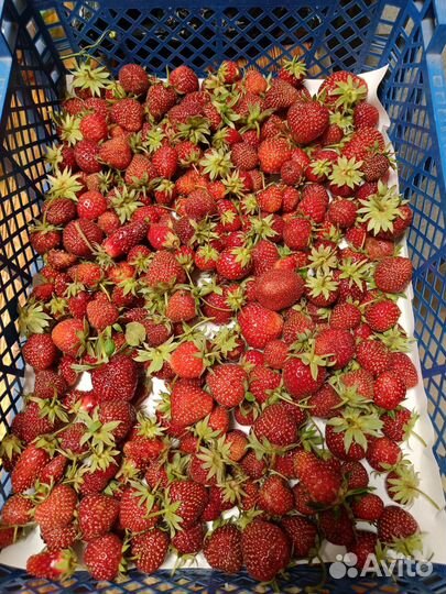 Рассада клубники