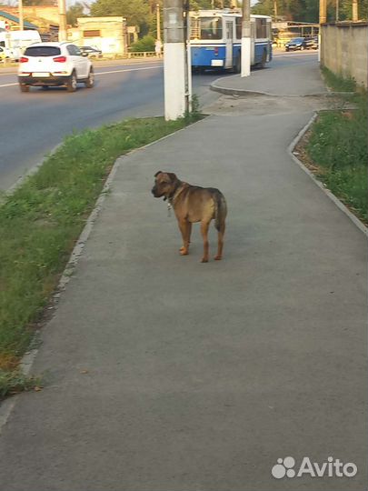 Найдена собака
