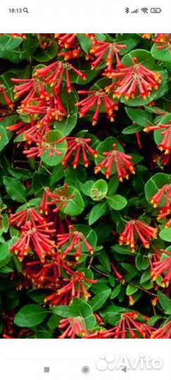 Жимолость брауна, живая изгородь