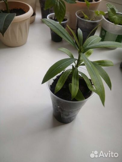 Олеандр,фикус Бенджамина, крассула