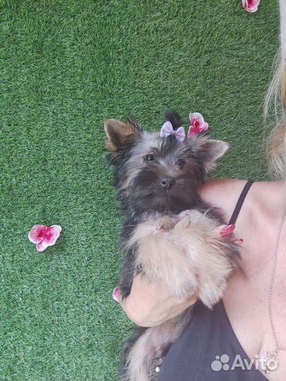 Йоркширский терьер