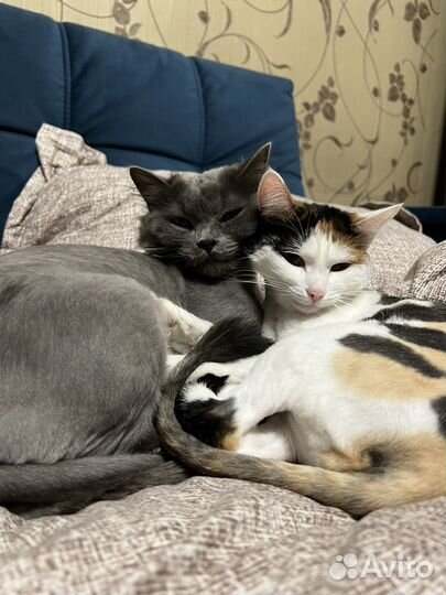 Заберите в добрые руки