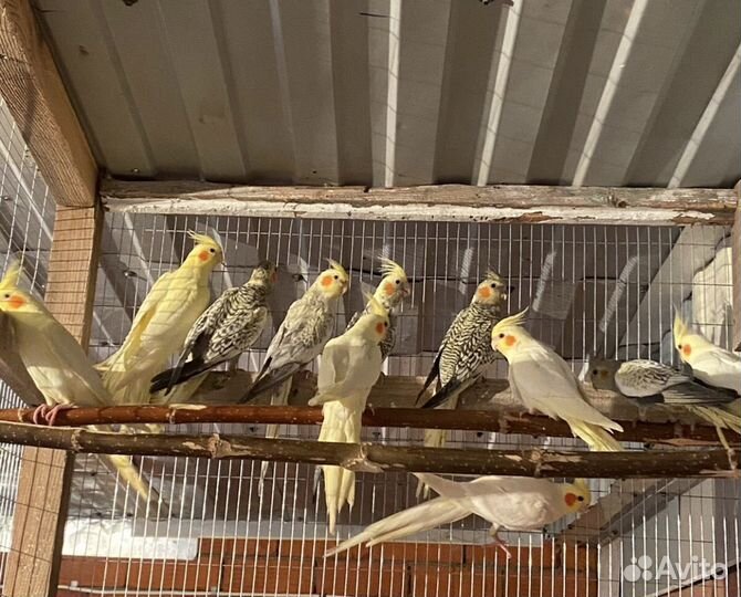 Попугаи