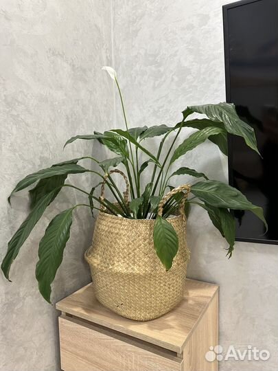 Спатифиллум