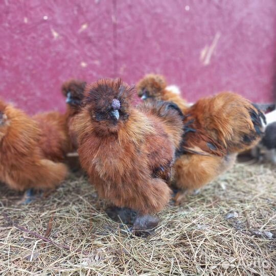 Петухи китайские шелковые