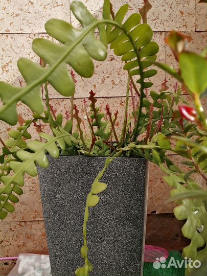 Цветы домашние. Эпифиллум угловатый