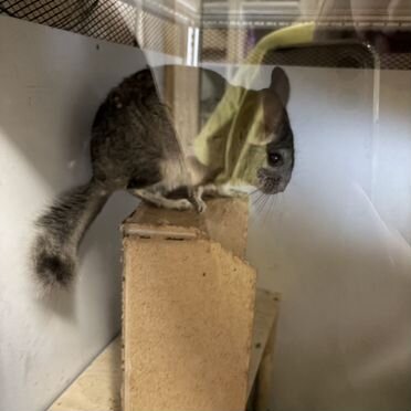 Шиншилла мальчик 1.5 года