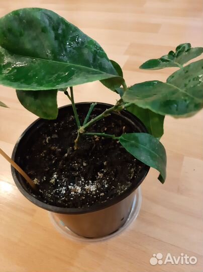 Лимон Миейер,плодоносящий