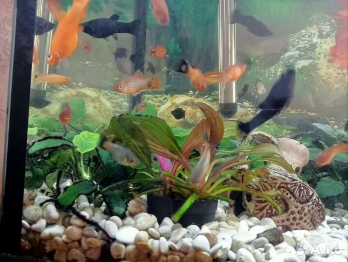 Мальки моллинезий