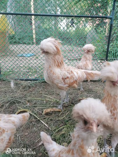 Падуан Петушок Шамоа