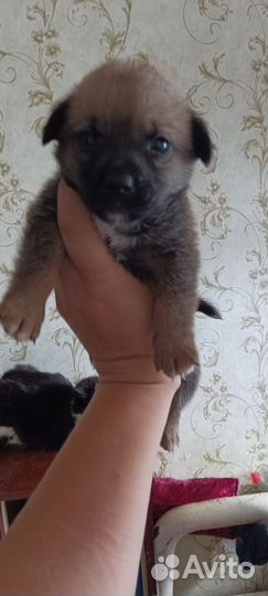 Маленькие собаки