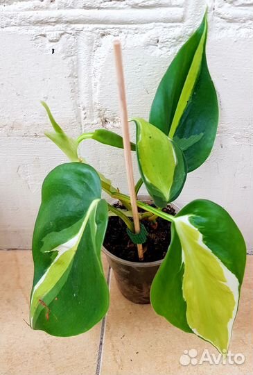 Филодендрон медиопикта триколор /Крем Сплэш