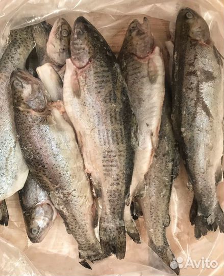 Форель,палтус,кижуч,лосось,сибас,дорадо (рыба,море