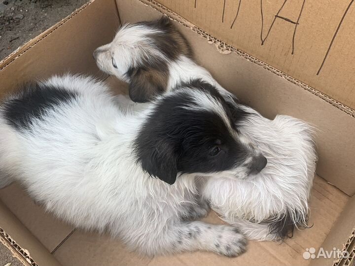 Щенки бесплатно