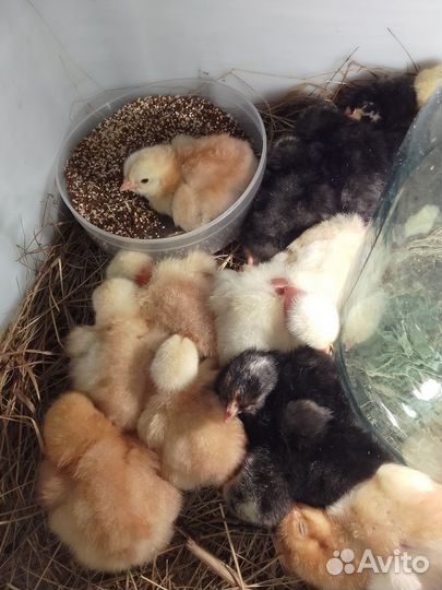 Цыплята домашние мясо- яичной породы