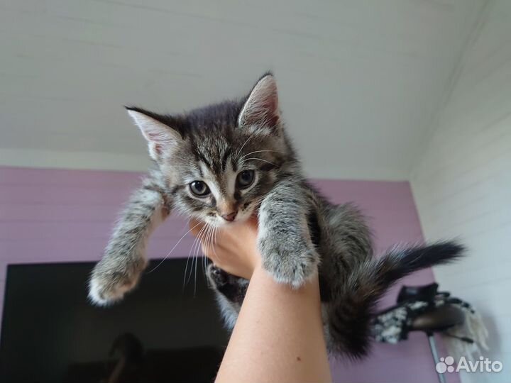 Котята счастливые трехцветки