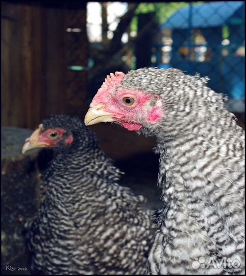 Куры-молодки