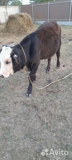 Тёлочка и бычек