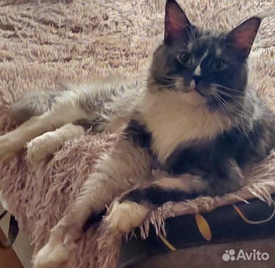 Кот мейн-кун вязка