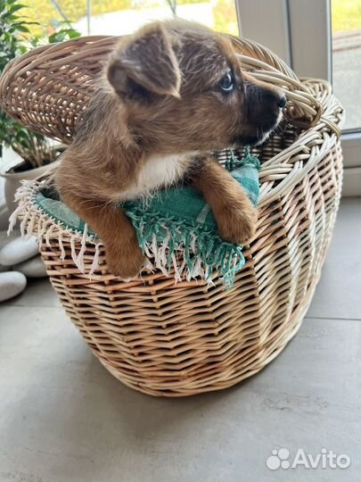 Щенки маленьких пород