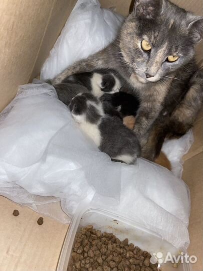 Кошка с котятами