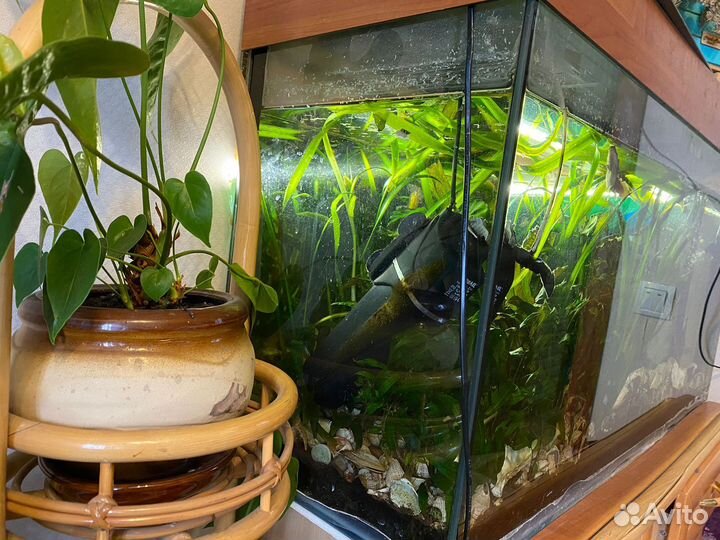 Аквариум