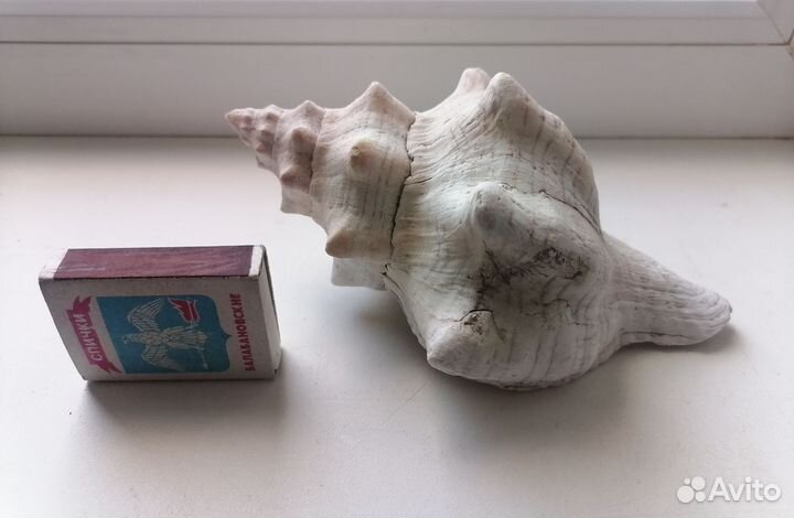 Ракушка для аквариума