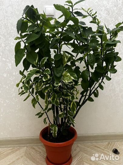 Педилантус