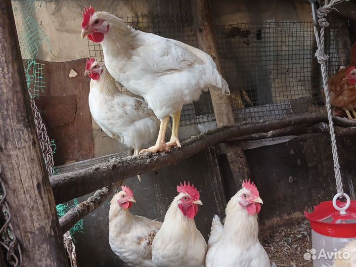 Петушки молодые