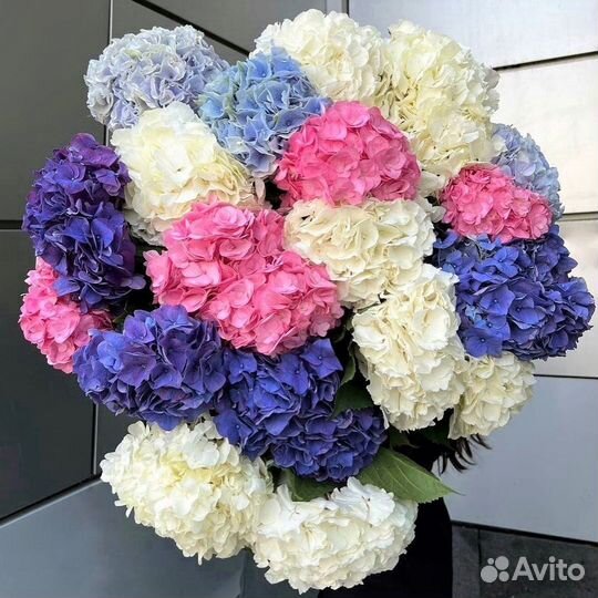 Роскошные Гортензии. Свежие Цветы