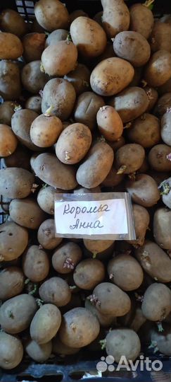 Продам картофель семенной