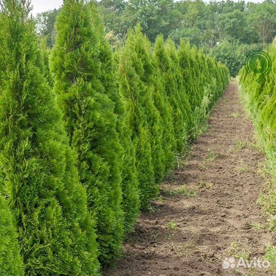 Туя брабант с гарантией