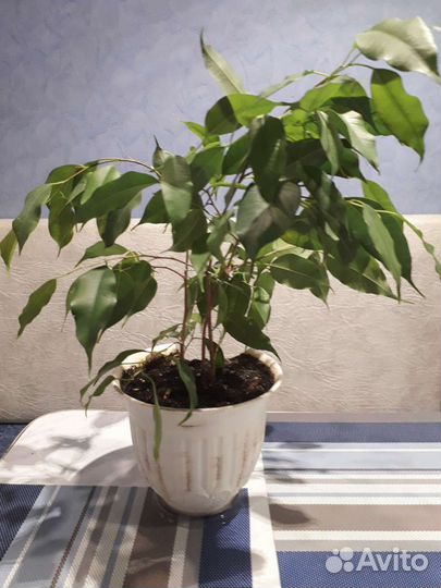 Фикус Бенджамина