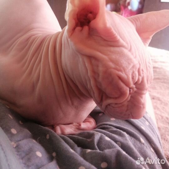 Донской сфинкс вязка