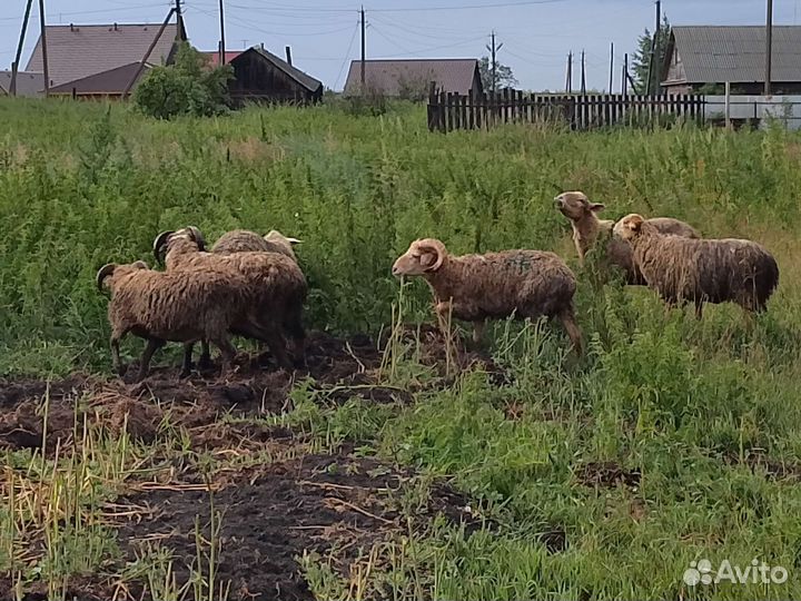 Овцы бараны