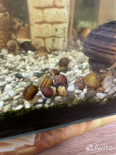 Улитки ампулярии