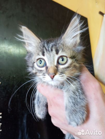 Котенок в дар