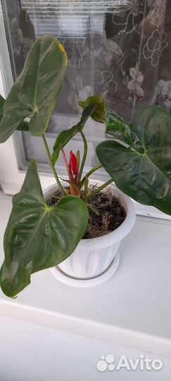 Антуриум Эдисон